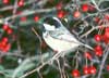 coal tit